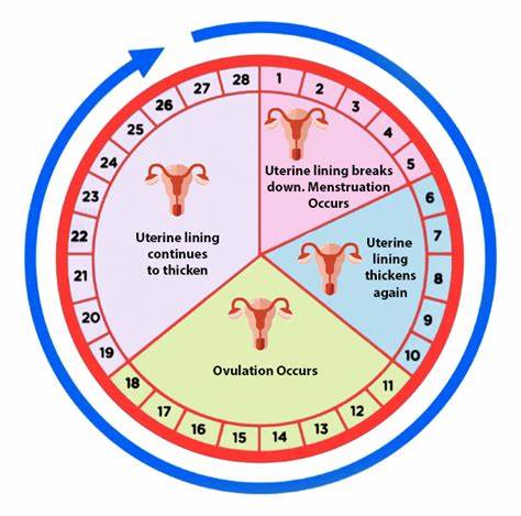 Hormonal Cycle